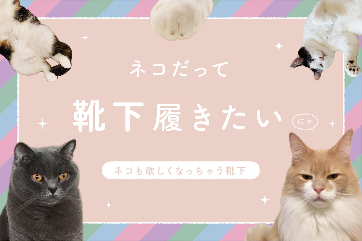 ネコだって靴下履きたい