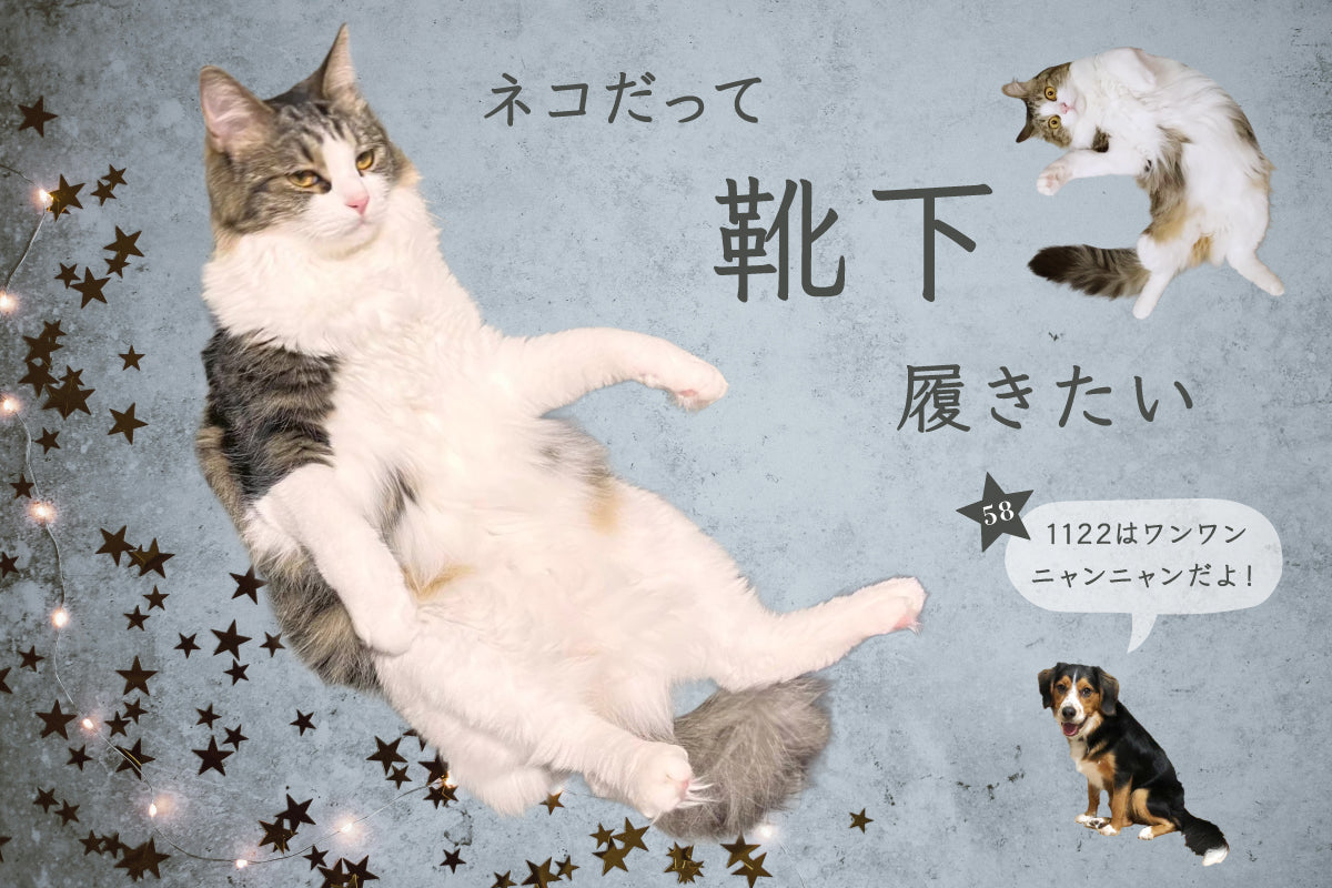 ネコだって靴下履きたい vol.58