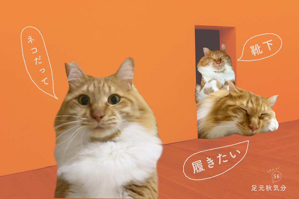 ネコだって靴下履きたい vol.56