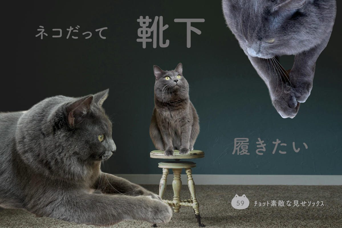ネコだって靴下履きたい vol.59