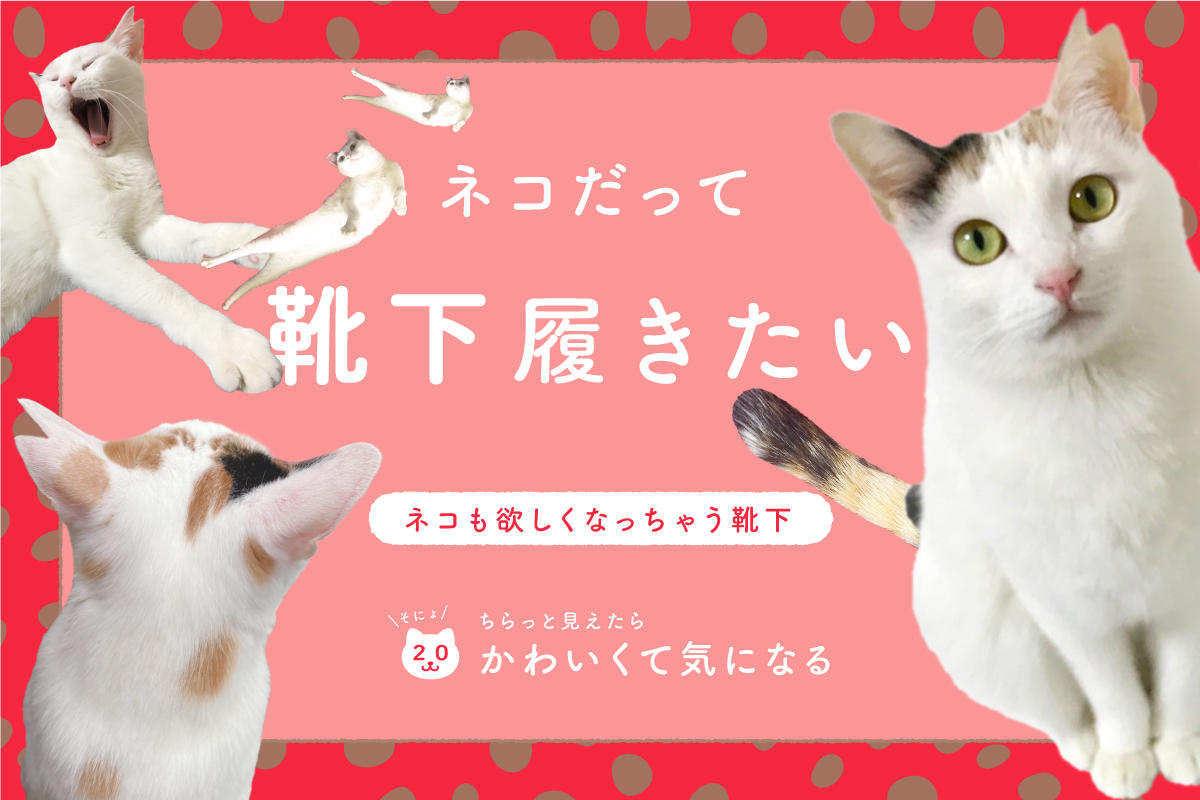 ネコだって靴下履きたい vol.20