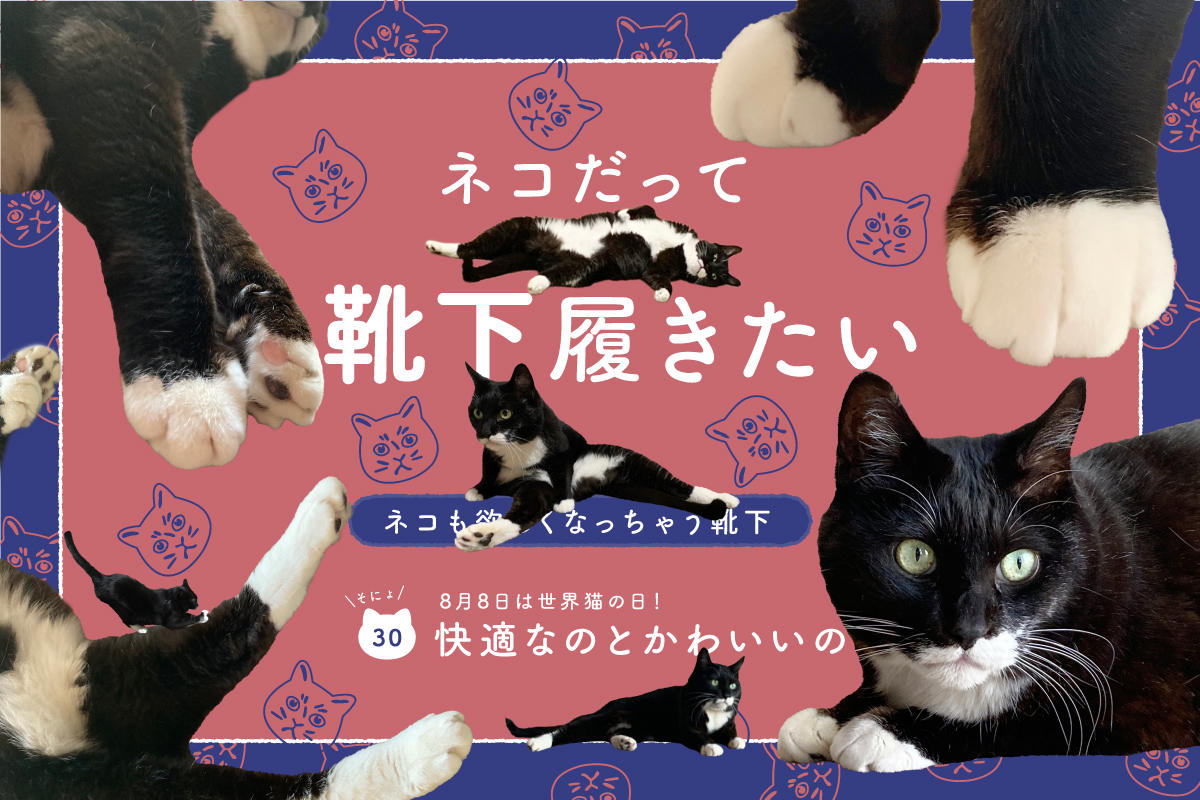 ネコだって靴下履きたい vol.30