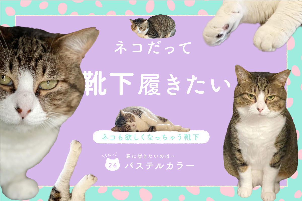 ネコだって靴下履きたい vol.26