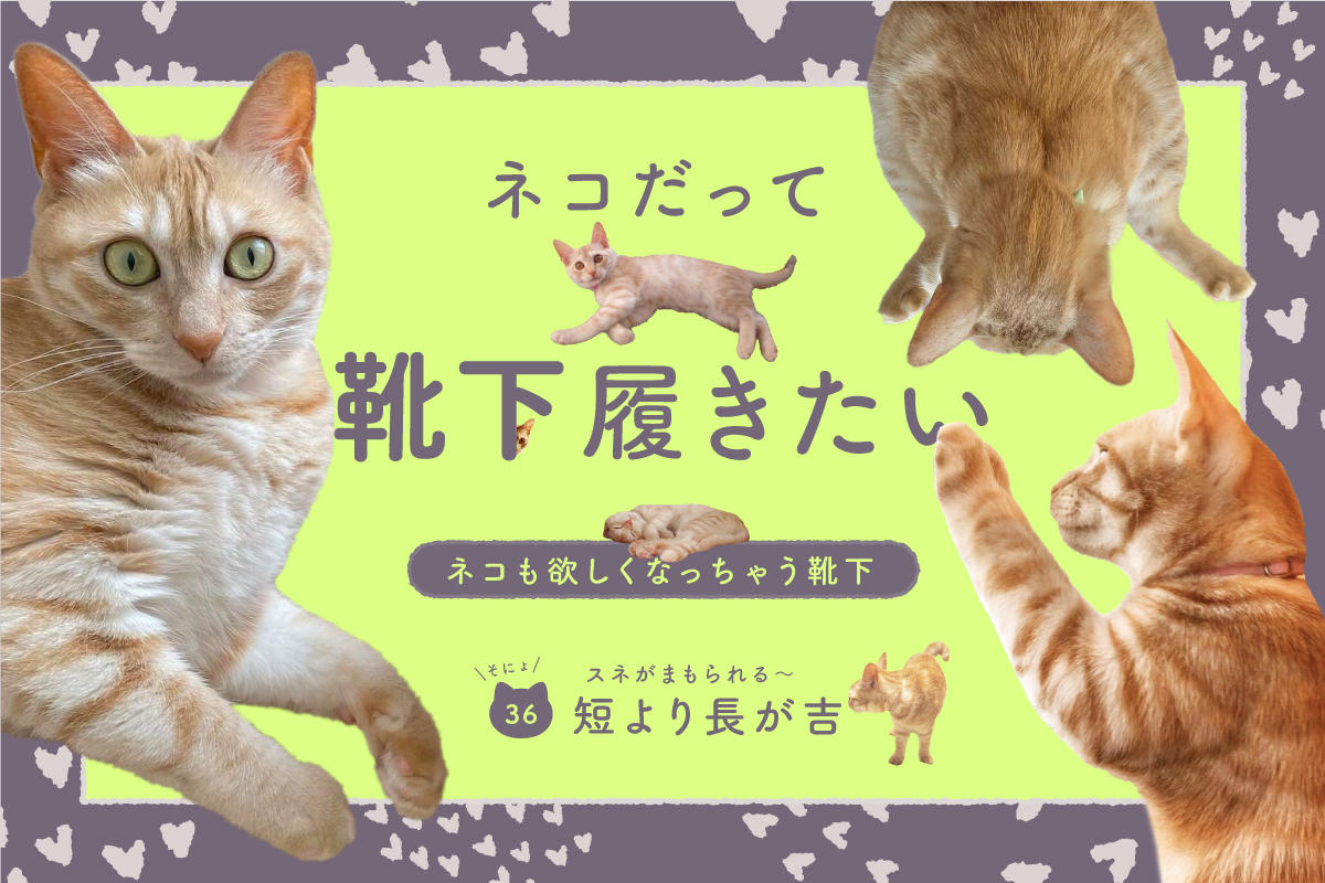 ネコだって靴下履きたい vol.36