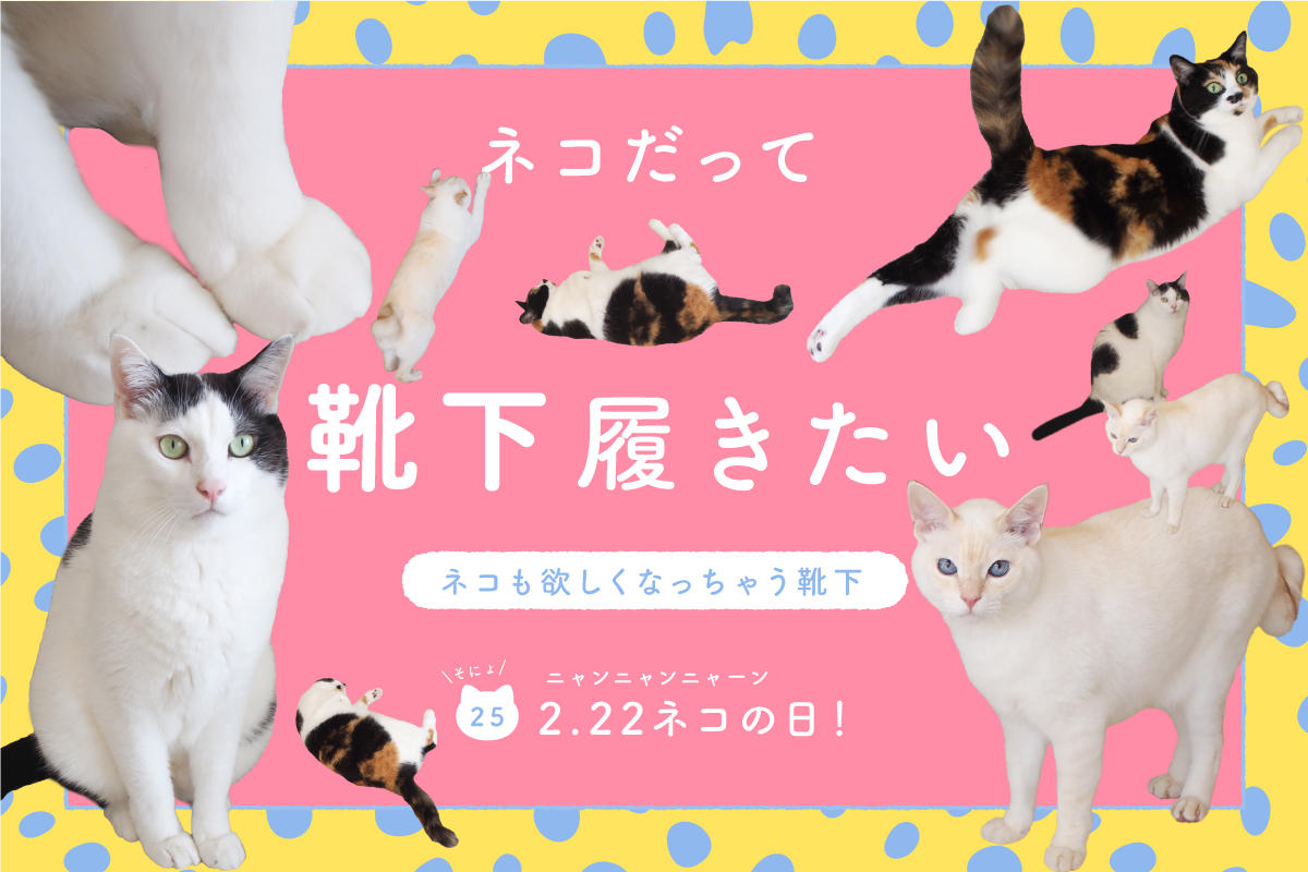ネコだって靴下履きたい vol.25