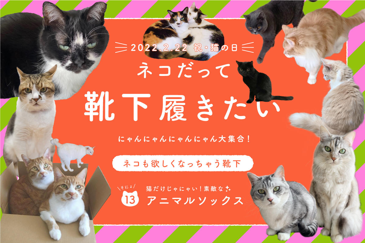 ネコだって靴下履きたい vol.13