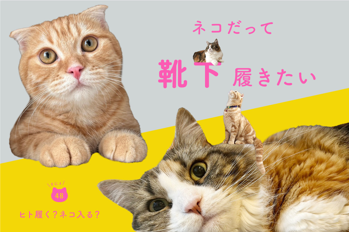 ネコだって靴下履きたい vol.48