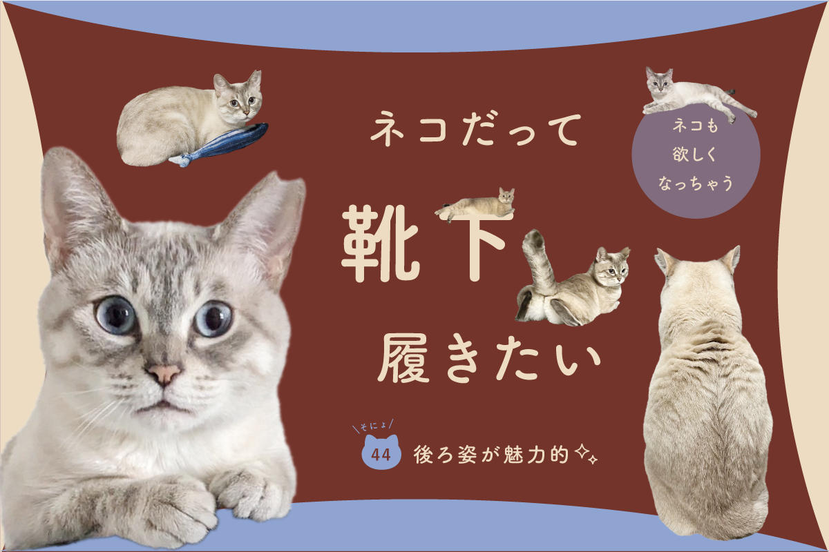 ネコだって靴下履きたい vol.44