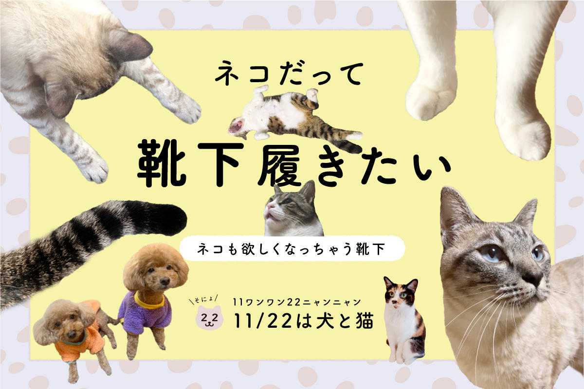 ネコだって靴下履きたい vol.22