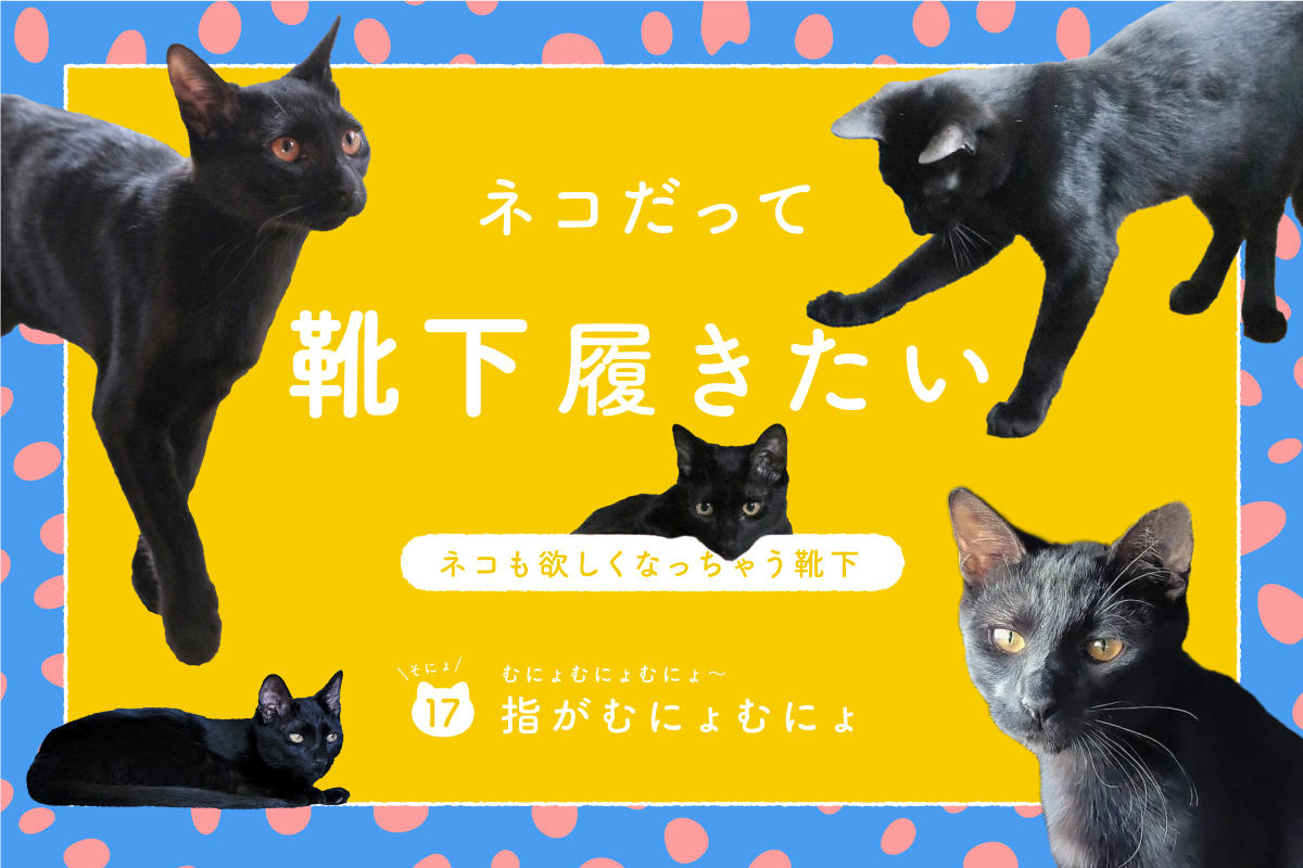ネコだって靴下履きたい vol.17