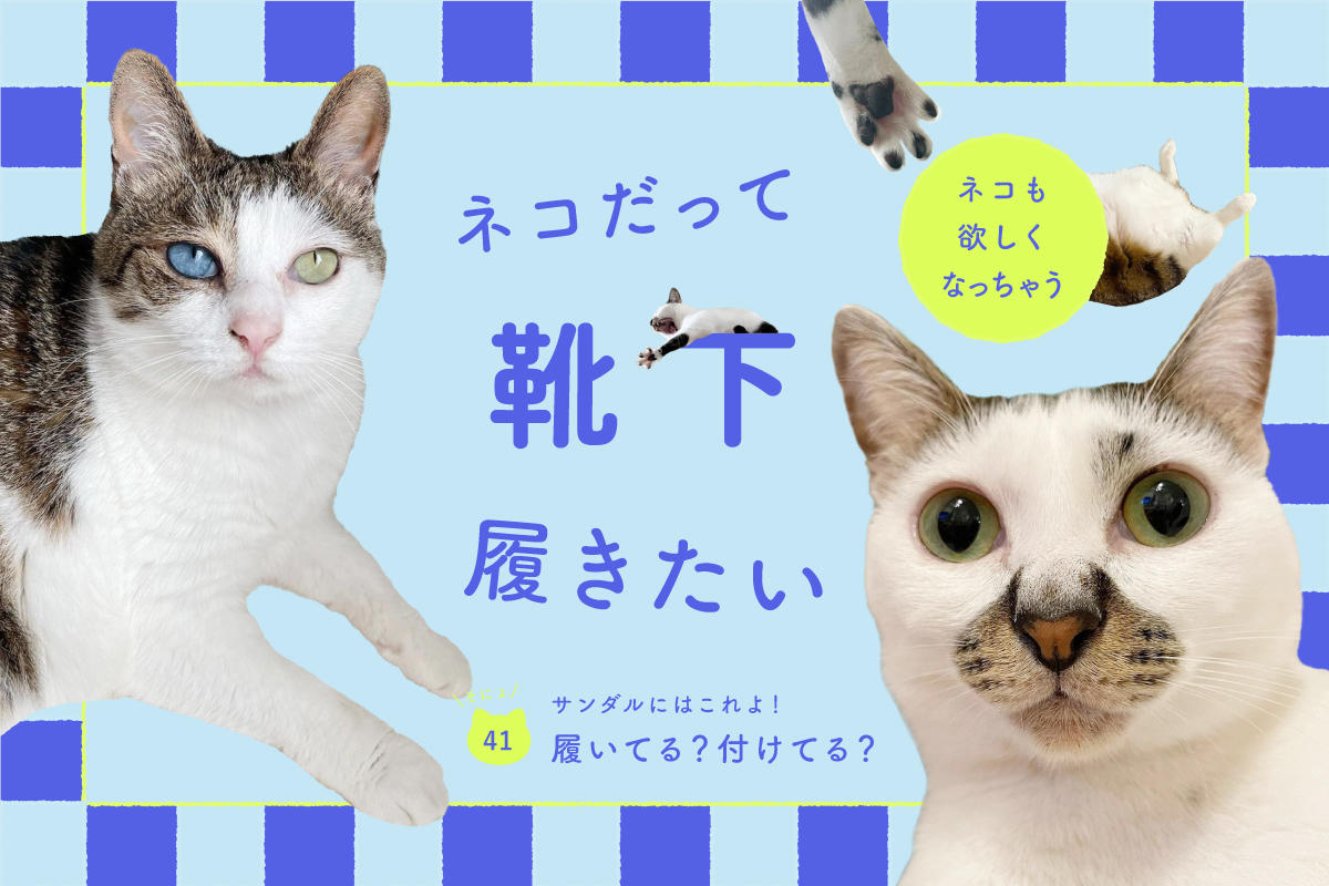 ネコだって靴下履きたい vol.41