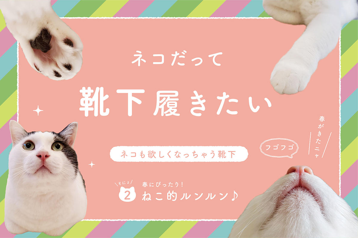 ネコだって靴下履きたい vol.2