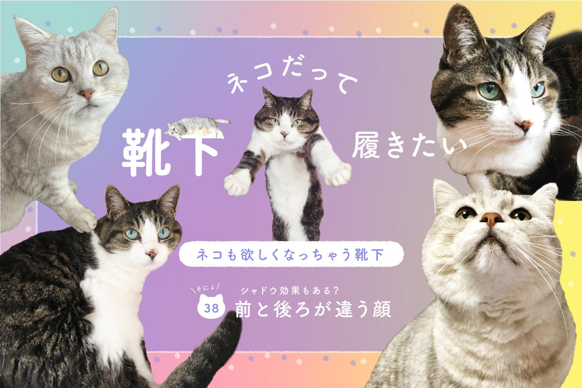 ネコだって靴下履きたい vol.38