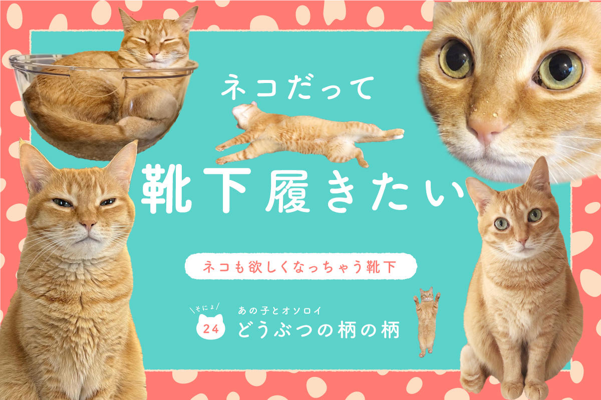 ネコだって靴下履きたい vol.24