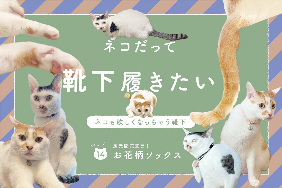ネコだって靴下履きたい vol.14