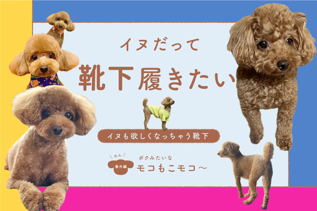 イヌだって靴下履きたい