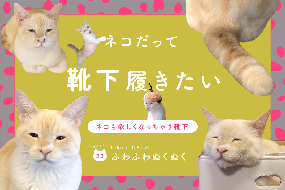 ネコだって靴下履きたい vol.23