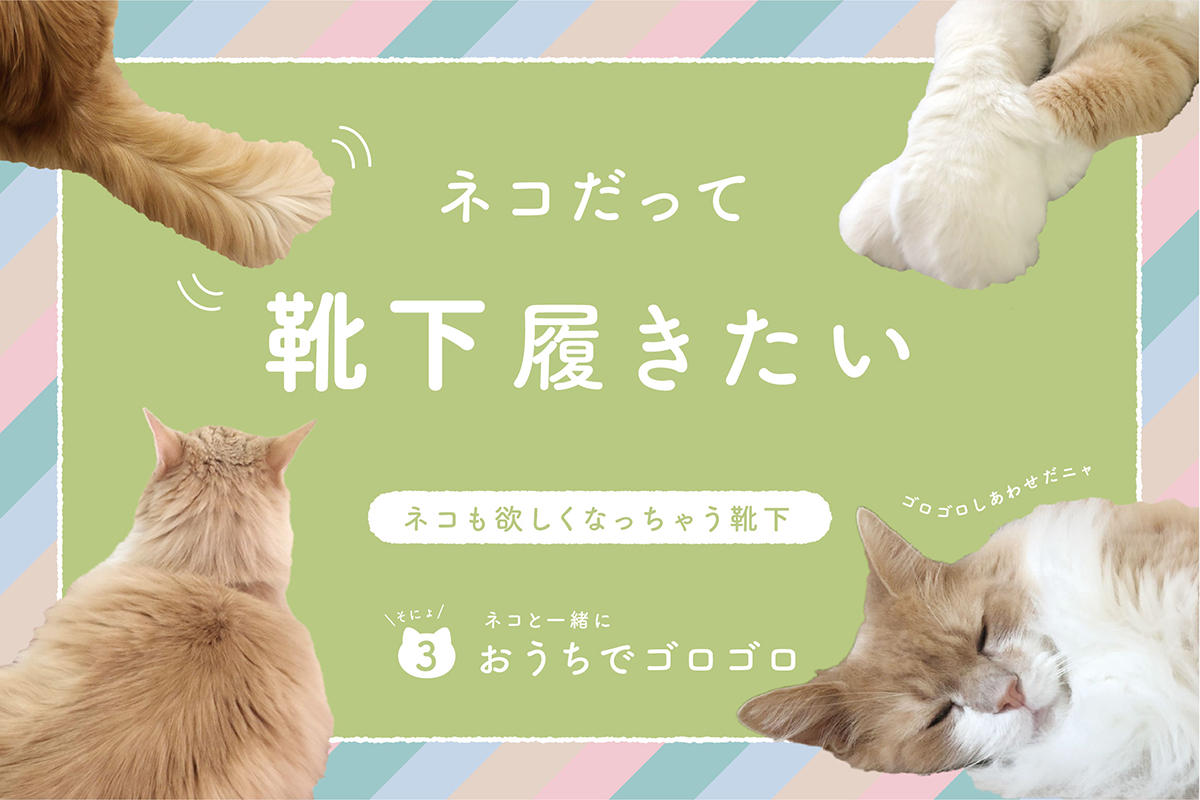 ネコだって靴下履きたい vol.3