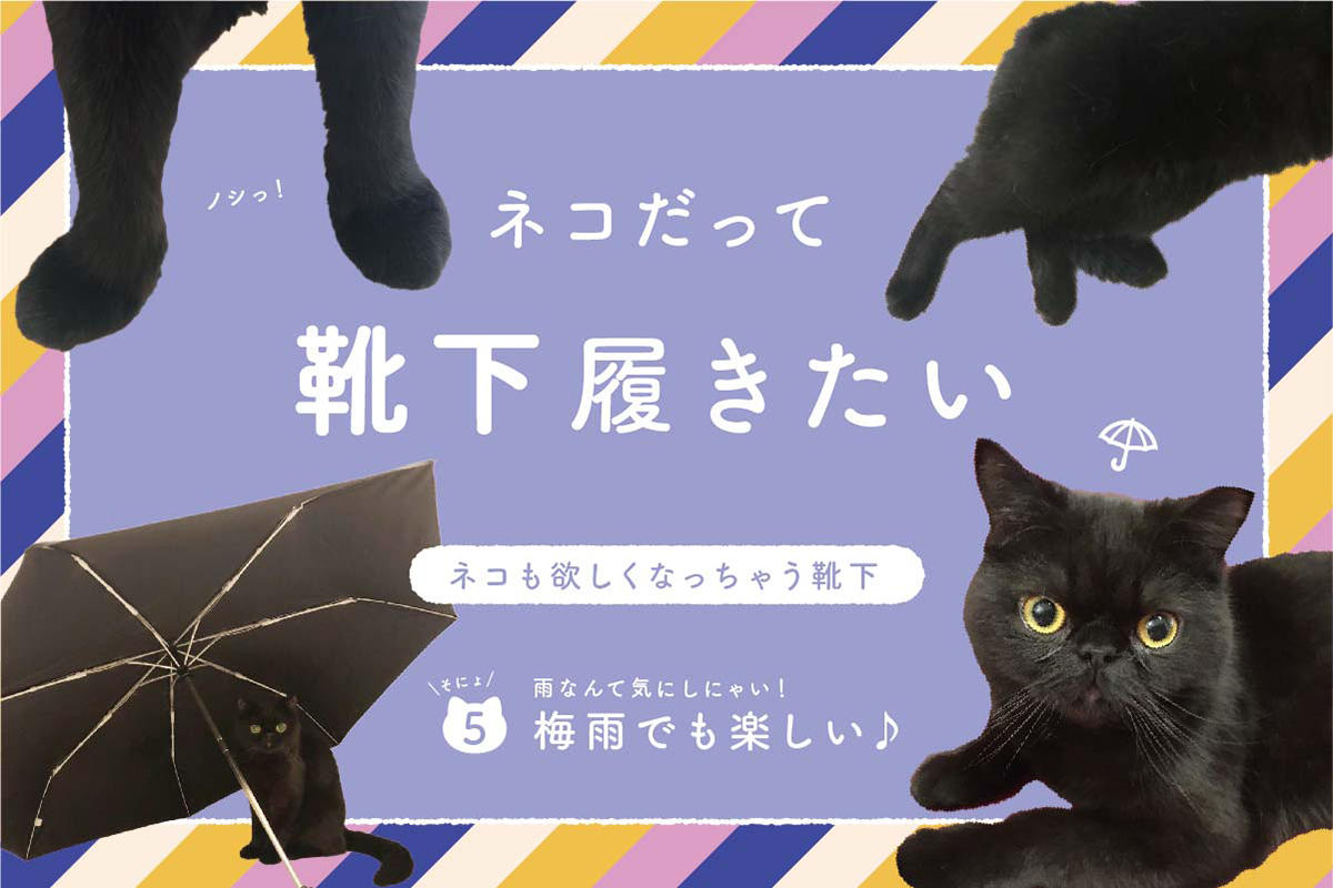 ネコだって靴下履きたい vol.5