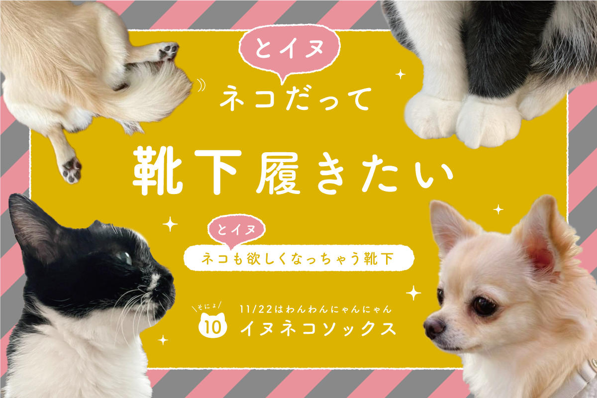 ネコとイヌだって靴下履きたい vol.10