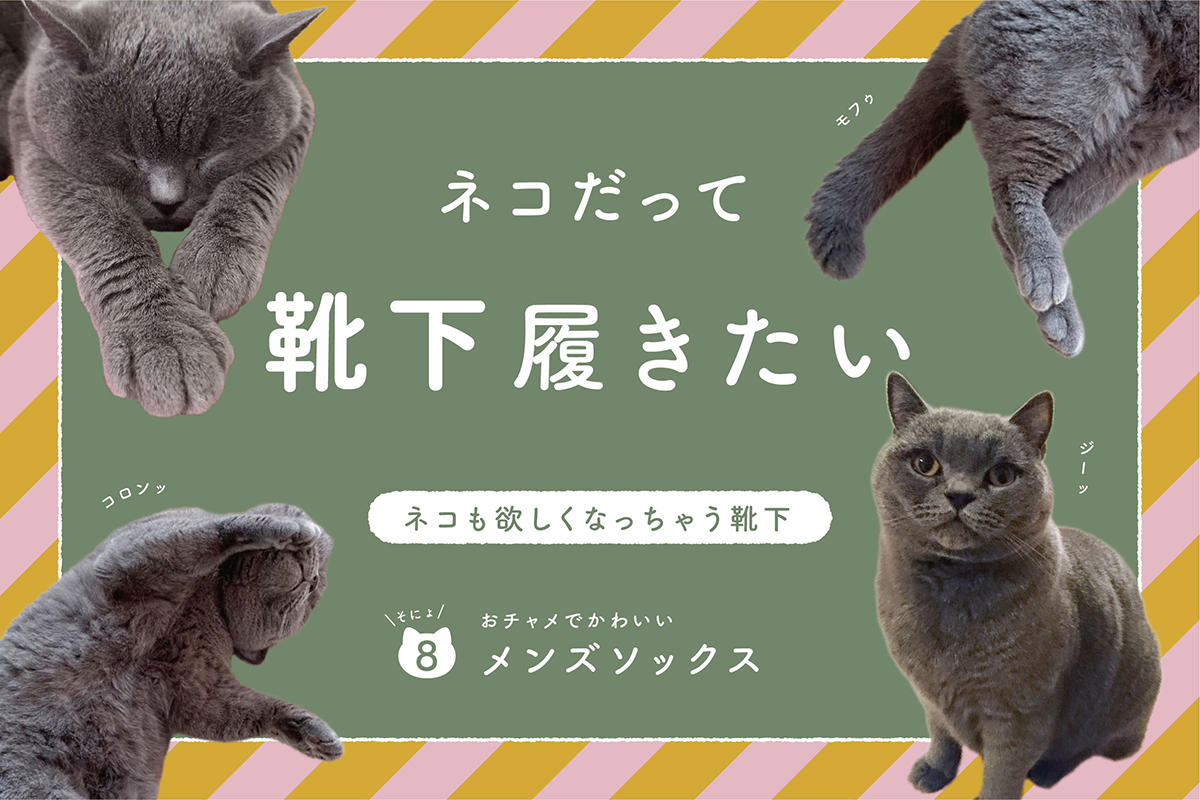 ネコだって靴下履きたい vol.8