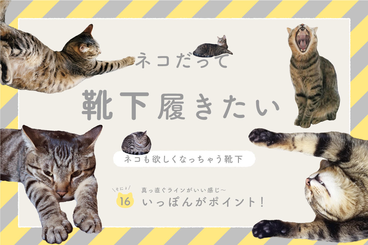 ネコだって靴下履きたい vol.16