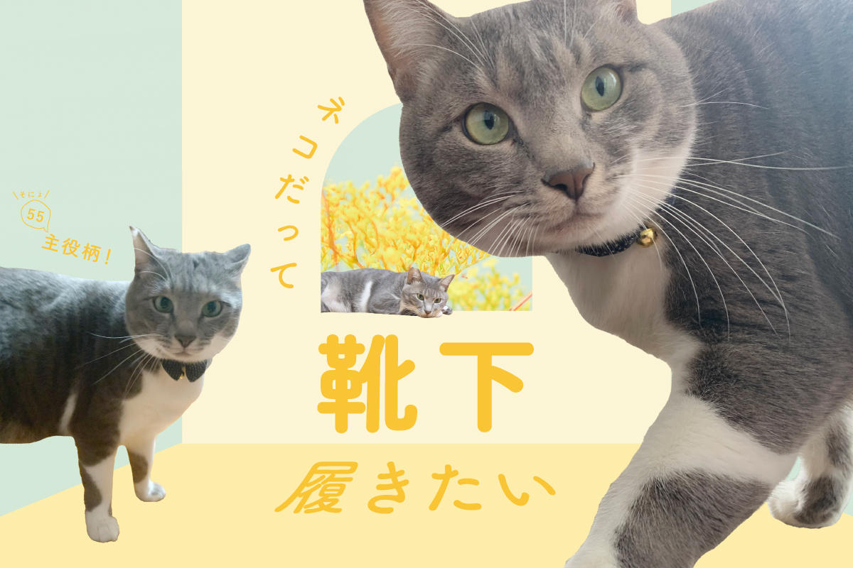 ネコだって靴下履きたい vol.55