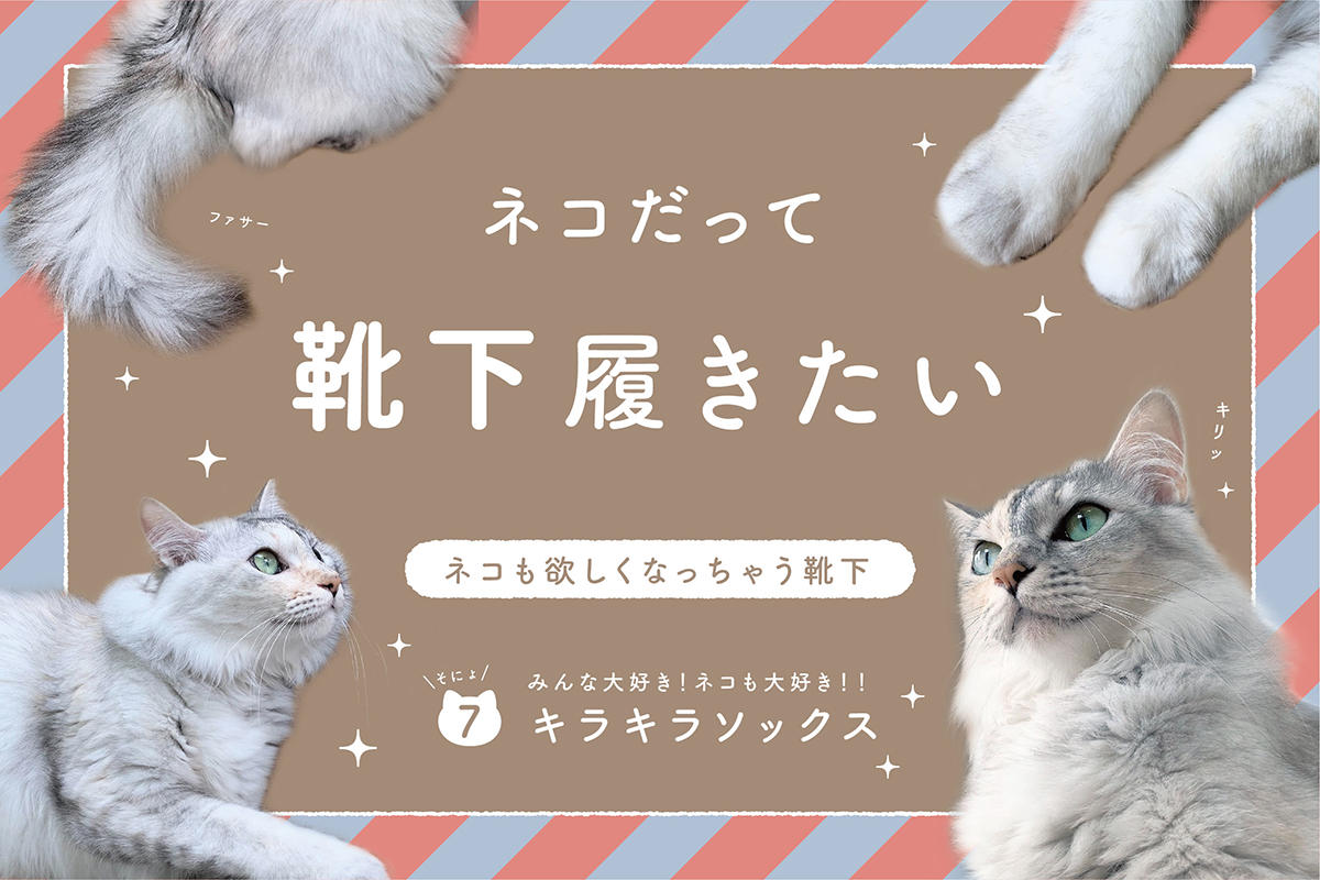 ネコだって靴下履きたい vol.7