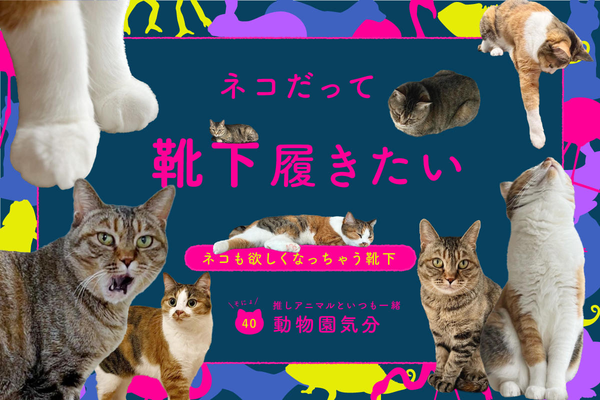 ネコだって靴下履きたい vol.40