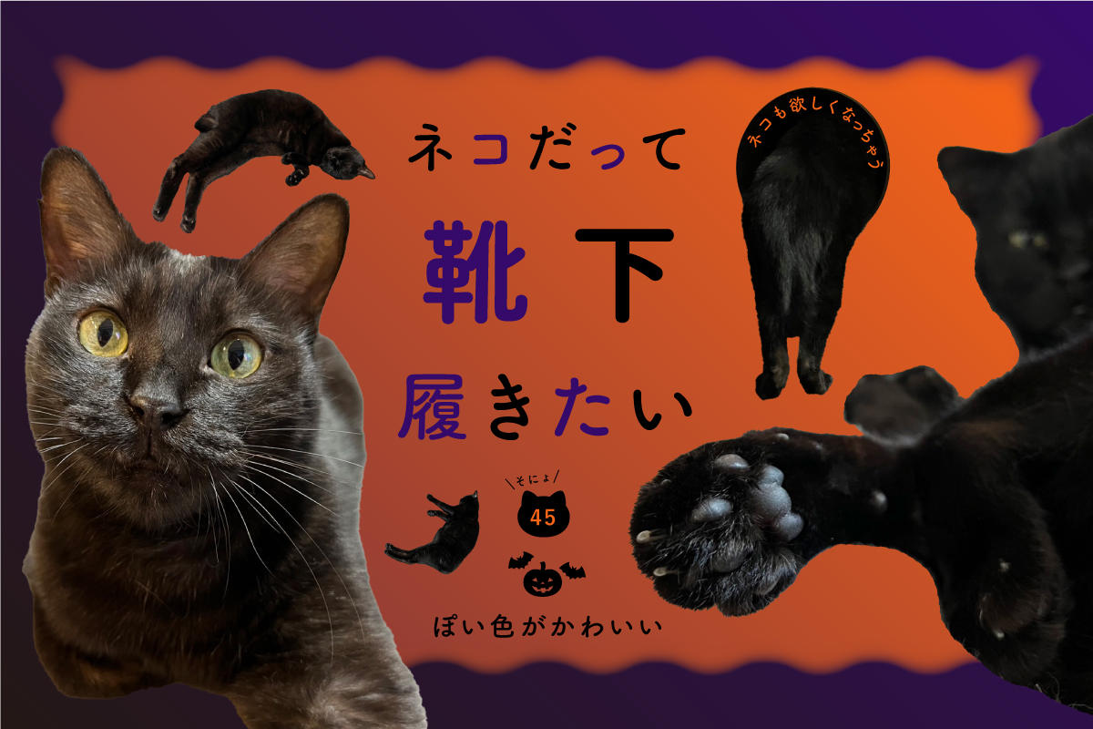 ネコだって靴下履きたい vol.45