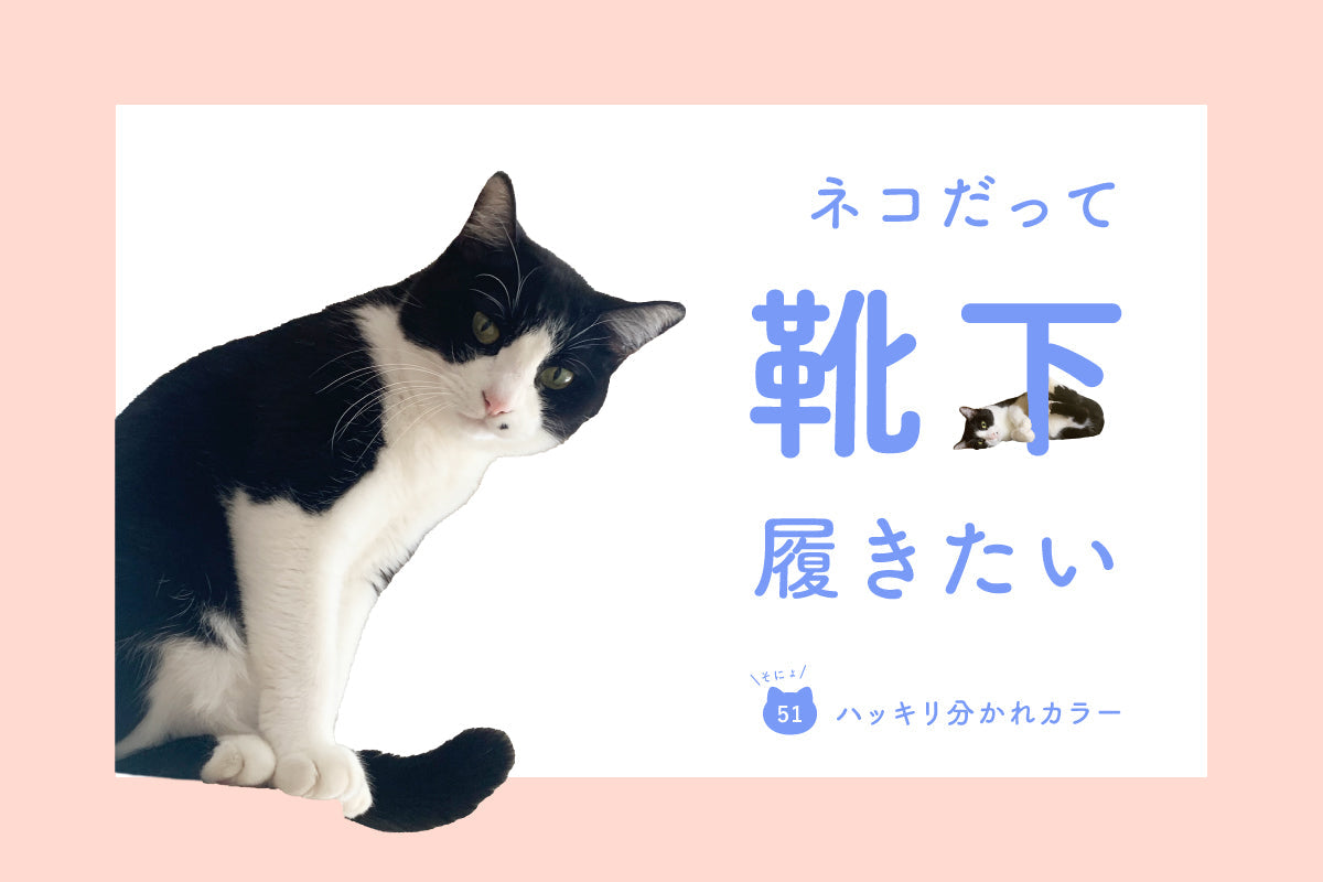 ネコだって靴下履きたい vol.51