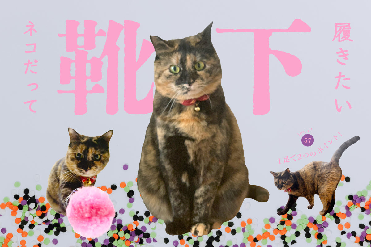 ネコだって靴下履きたい vol.57